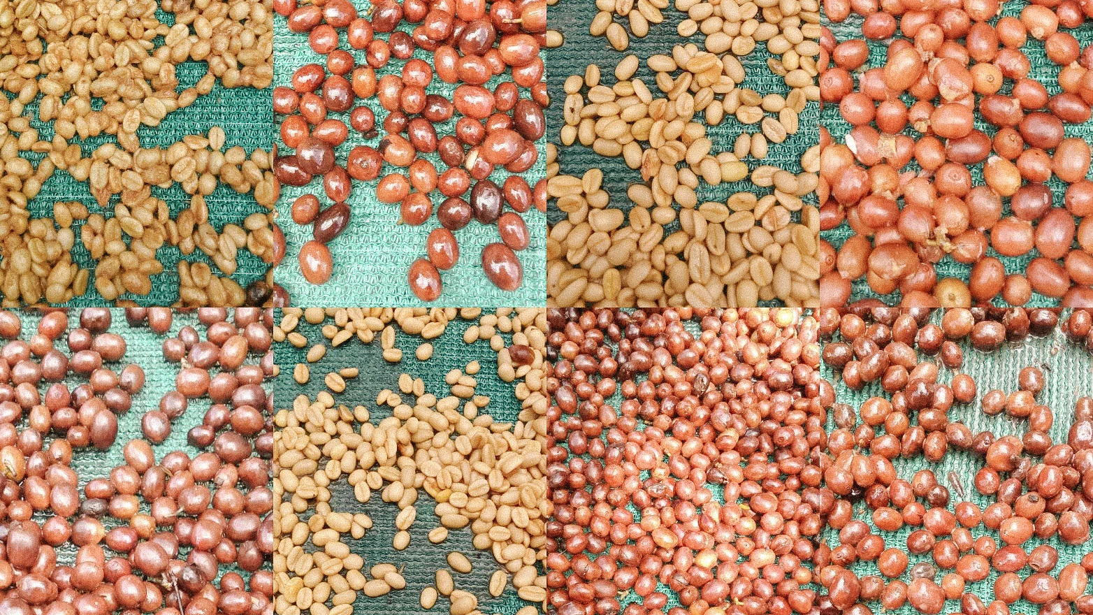 coffee beans